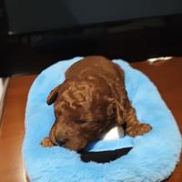 Cane razza barbone