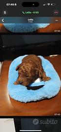 Cane razza barbone