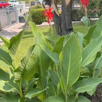 Bulbi rizomi canna indica gigante