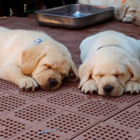 Cuccioli labrador