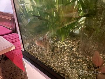 Synodontis multipuncatus