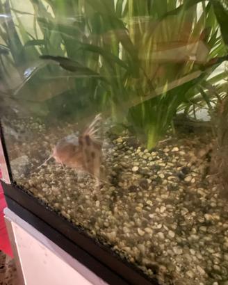 Synodontis multipuncatus