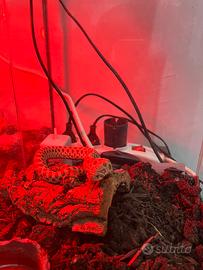 Serpente nasicus