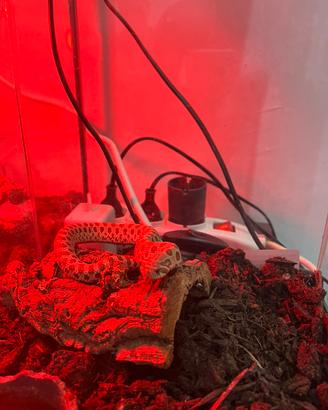 Serpente nasicus