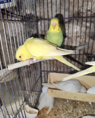 Cocorita allevati a mano