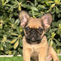Cucciolo bulldog francese