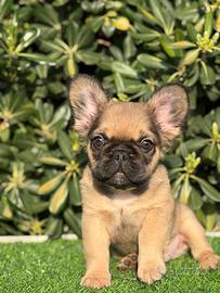 Cucciolo bulldog francese