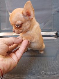 Chihuahua femminuccia toy