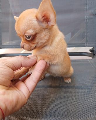 Chihuahua femminuccia toy