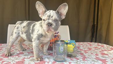 Bulldog francese blue merle e blu Fawn