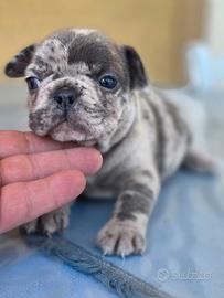 Bulldog francese