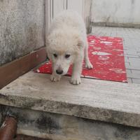 Cucciole di maremmano