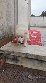 Cucciole di maremmano