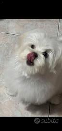 Femminucce mini toy di razza maltese