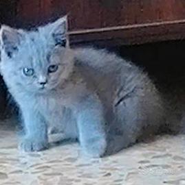 British shorthair blu femmina