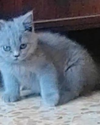 British shorthair blu femmina