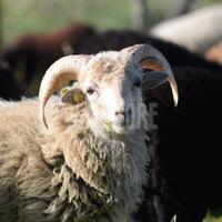 Pecora nana d'ouessant