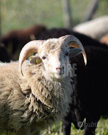 Pecora nana d'ouessant