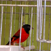 Cardinalini del venezuela