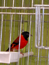 Cardinalini del venezuela