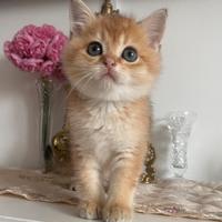 Gattino Scottish straight golden pedigree 2 mesi