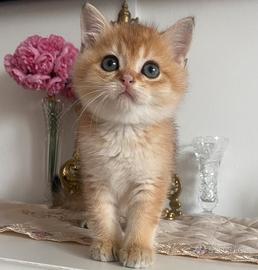 Gattino Scottish straight golden pedigree 2 mesi