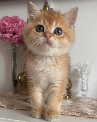 Gattino Scottish straight golden pedigree 2 mesi