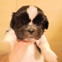 Cuccioli di Shish Tzu