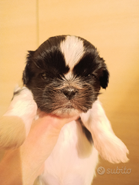 Cuccioli di Shish Tzu