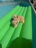 mini-toy-di-maltipoo-a-n-c-h-e-a-r-a-t-e