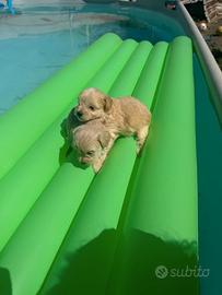Mini toy di maltipoo a.n.c.h.e a r.a.t.e