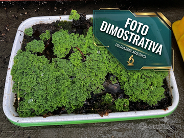 Azolla Caroliniana Pianta Acquatica  terrario