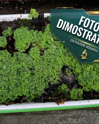 Azolla Caroliniana Pianta Acquatica  terrario