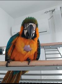 Ara ararauna allevato a mano