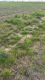 terreno con azienda completa