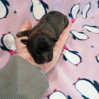 Tibetan Spaniel cuccioli