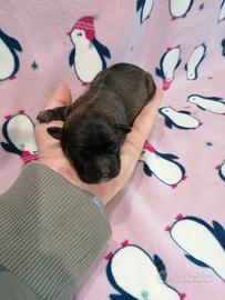 Tibetan Spaniel cuccioli