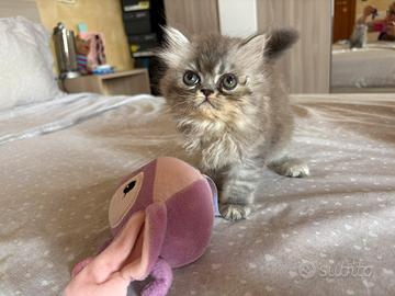 Persiani testati cuccioli 70 gg
