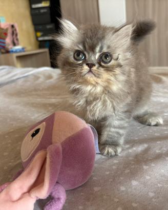 Persiani testati cuccioli 70 gg