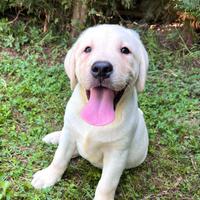 Cuccioli di Labrador Retriever