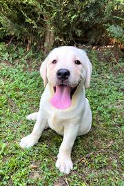 Cuccioli di Labrador Retriever