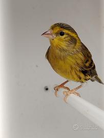 Ibridi maschi di lucherino