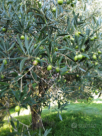 Oliveto con terreno seminativo