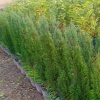 piante di cipresso toscano  120 H/ 13€