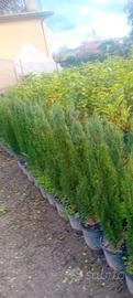 piante di cipresso toscano  120 H/ 13€
