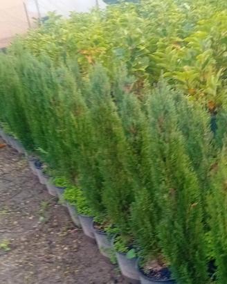 piante di cipresso toscano  120 H/ 13€