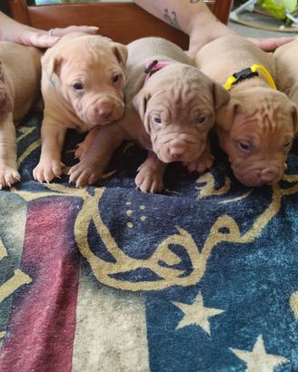 Cuccioli pitbull