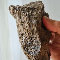 Legno fossile di palma