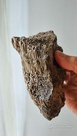 Legno fossile di palma