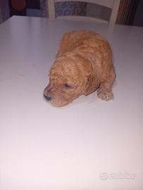 cane borboncino miny toy 